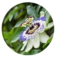 パッションの花①.jpg
